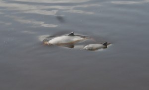 Sotalia fluviatilis 1